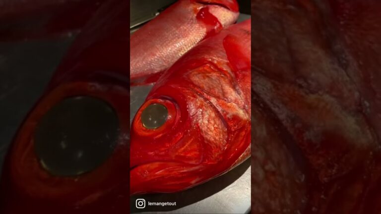 シェフの極意『Vol.1 Wakayama Kinmedai🐟』#shorts