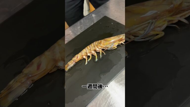 生きたまま エビ を 漬ける ！？カンジャンセウ を作ります！　#せり人ムタロー #shorts