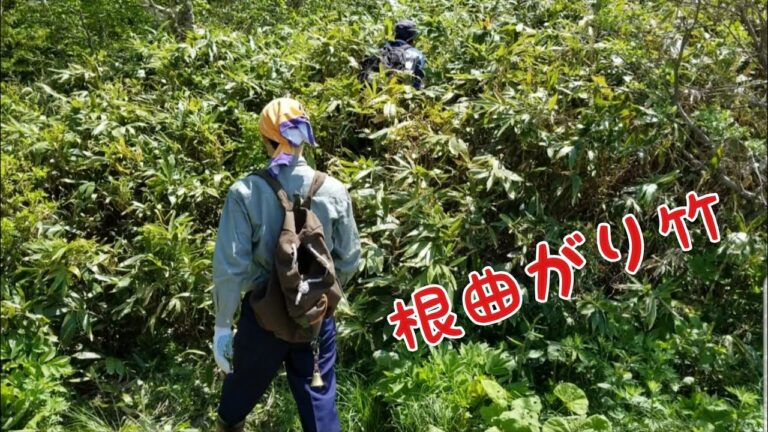 【根曲がり竹】旬の物/長野県北信はサバ缶売り上げ全国一位