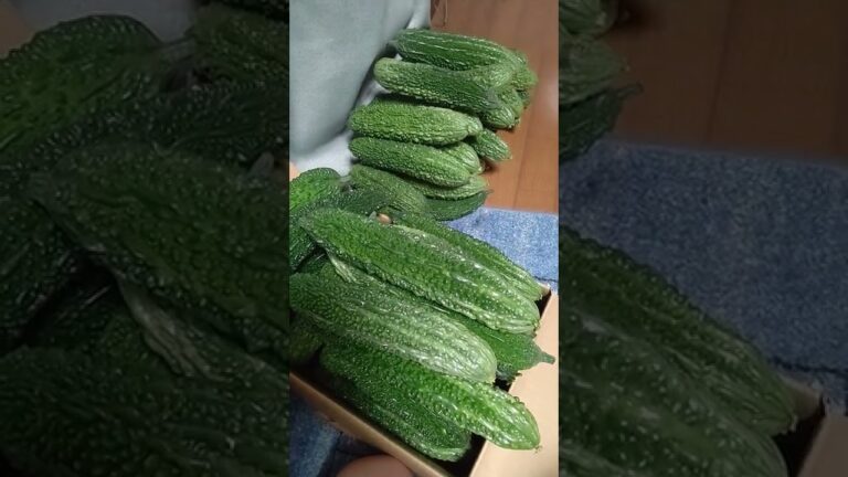 苺屋さんの夏はゴーヤを頂きました‼️ゴーヤの佃煮にします‼️