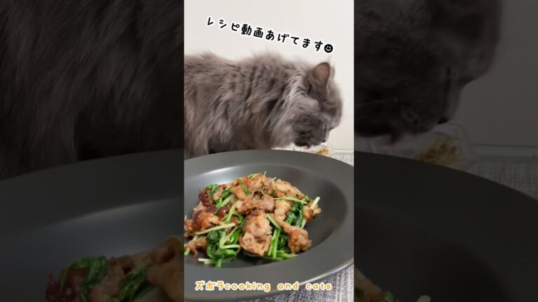 水菜と豚肉の梅炒めwith cats