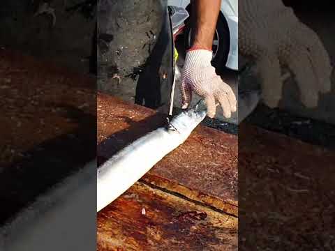 3 Ft Long Hound Fish Slicing in Sri Lanka 🇱🇰| Hound Fish Cutting | බෝල හබරලි