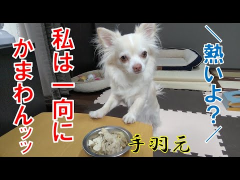 小型犬への鶏手羽元(煮込み)の与え方【チワワ】【鶏】【手羽元】【煮込み】【豆腐】【白菜】【骨は危険】