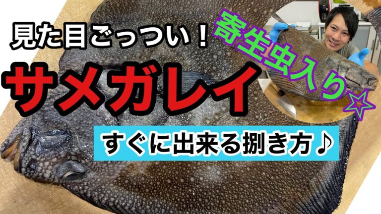 見た目怪獣な【サメガレイ】を休日の魚屋が自宅で捌いて食う♪