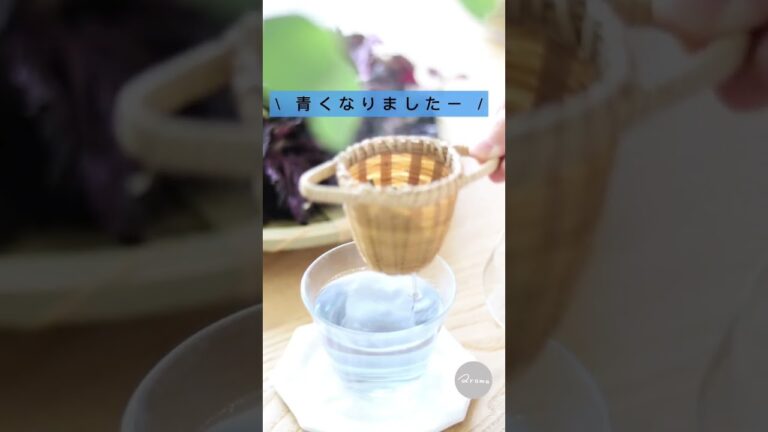 【みんな知らない】赤紫蘇の秘密！青いお茶#shorts