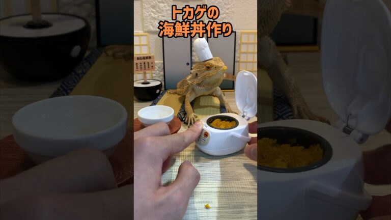 トカゲに邪魔されクッキング　〜海鮮丼編〜