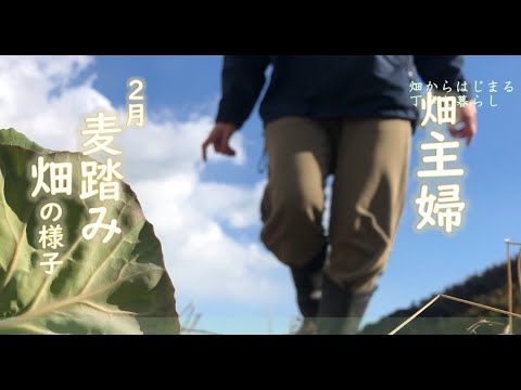 2月主婦の畑と日常/　家庭菜園は落花生の収穫後の畝へ植えた麦踏み、その他畑のお野菜果実いろいろ。ある日は愛猫トラの爪切りをした後に日帰り温泉。夜は購入したイソライトこんろ七輪で焼肉、焼肉タレを自家製