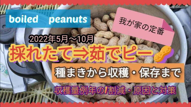 【無農薬】ホクホク甘い茹でピーナッツ、圧力鍋で10分加圧#家庭菜園