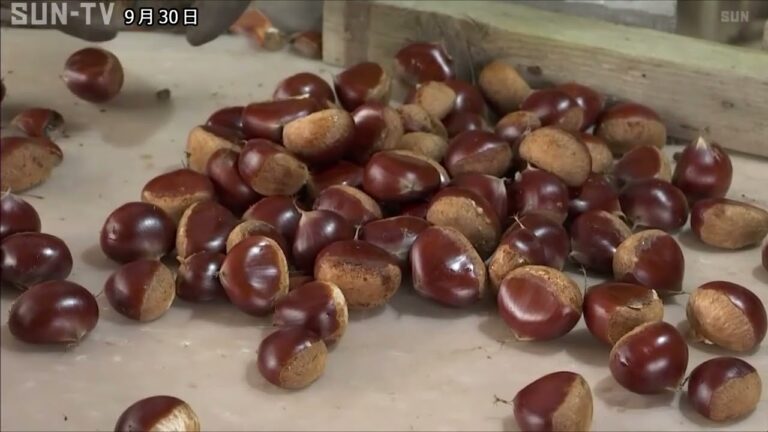 「大きさと味が魅力」ふるさと納税でも人気！丹波栗の収穫時期迎える