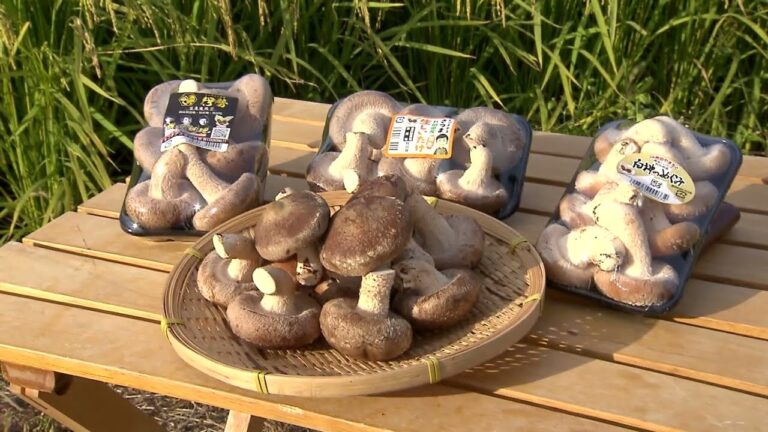 菌床しいたけPR動画
