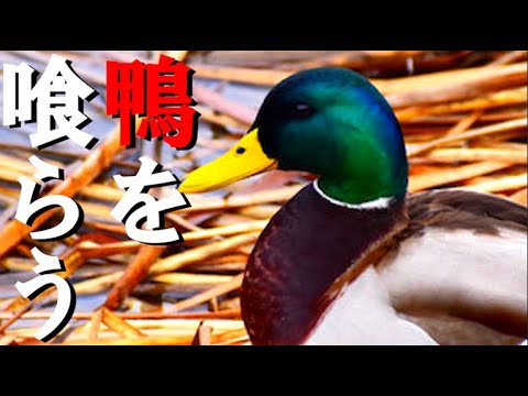 【検証】鴨の肉で唐揚げとつみれ汁を作ったら鶏肉とどれだけ違うのか？