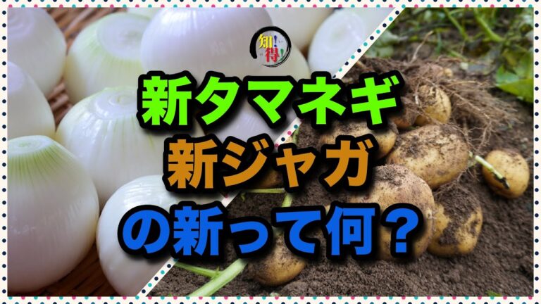 ◆知っ得◆雑学　新玉ねぎと玉ねぎ、新じゃがとじゃがいもの違い🥔 　◆知っ得◆雑学