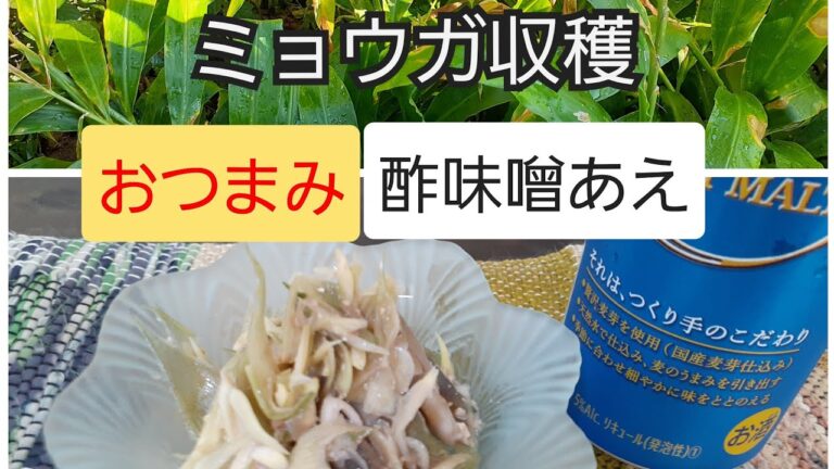 収穫したミョウガでおつまみを作ってみた。酢味噌あえ