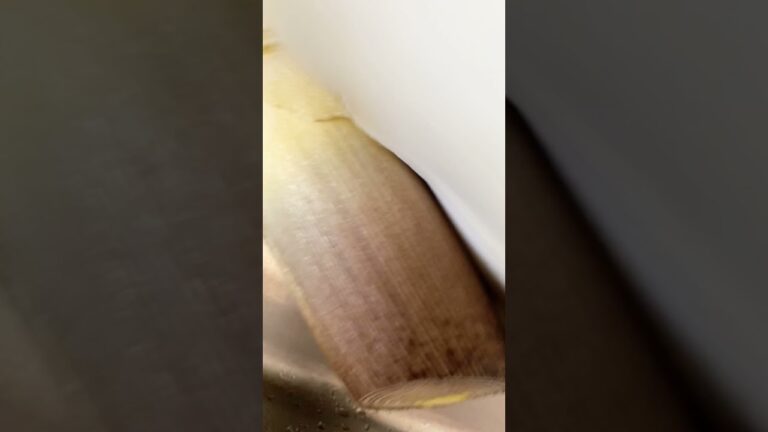 元おデブ女子高生は竹になりたいと思いながらたけのこを料理して食べる。つまりは痩せたい。