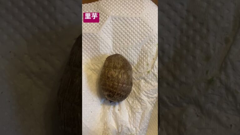 里芋を電子レンジでチンすると　卵の皮が剥けるようにツルンとむける！！！　とっても気持ちが良いし、美味しいよ！！！
