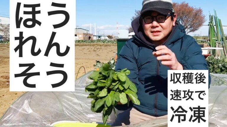 冬のほうれん草収穫｜取ってすぐに15秒茹でると冷凍してもシャキシャキ！