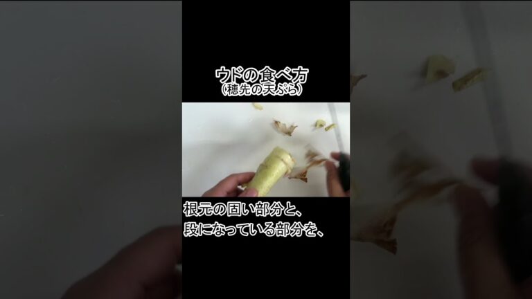 ウドの食べ方。穂先の天ぷら