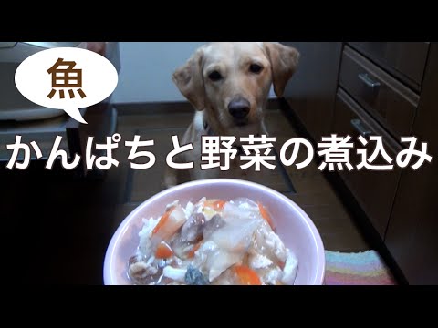 犬の手作り食（魚）：かんぱちと野菜の煮込みごはん