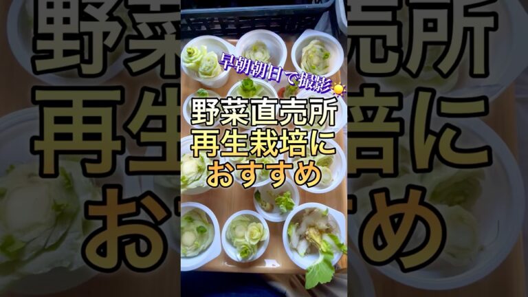 【再生栽培】野菜直売所はおもしろい🤭#再生栽培 #水耕栽培 #家庭菜園
