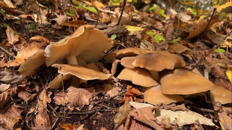 ついにホンシメジが… 名人ときのこ狩り②