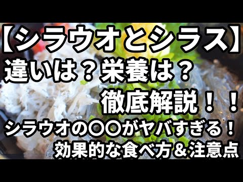 【完全ガイド】春の味覚シラウオ！栄養満点レシピ＆健康効果を徹底解説