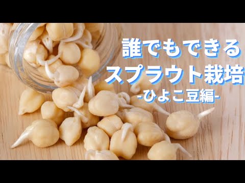 【スプラウト】1週間で簡単に栄養満点のスプラウト栽培ができるんです！-ひよこ豆編-