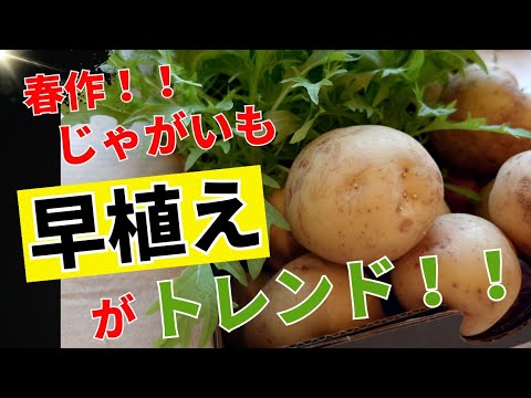 【春作じゃがいもの植付け】早植えと浅植えの魅力！春作と秋作のコツ♡じゃがいもの芽が出る間に葉物野菜を混植して収穫しちゃおう♪楽して時短して家庭菜園しよう！！最後に工夫したまとめあり