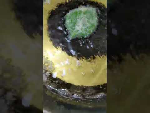 天ぷらパリパリサクサク2倍天ぷら粉水に溶き氷を入れましょう🧊🐱