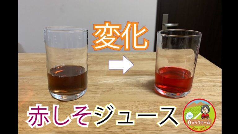 色が変化！？赤しそジュース作り