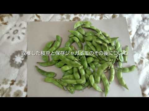 収穫した枝豆と保存ジャガイモのその後について