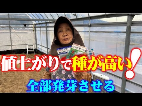 【種も値上がりですねえ】100％の発芽率を目指す【トマト】【栽培】【芽出し】【桃太郎ファイト】【レッドオーレ】【Mr.浅野のけっさく】