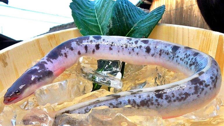 【10万匹に1匹】幻のウナギを贅沢に炭焼きBBQ！