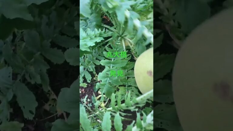 丸大根収穫　大根おろしにしょう#short #shorts ＃家庭菜園#だいこん