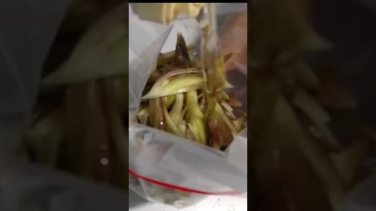 【みょうがの浅漬け】浅漬けの素で漬けるだけ｜おつまみに｜栄養満点 #Shorts #料理 #簡単ごはん #50代主婦