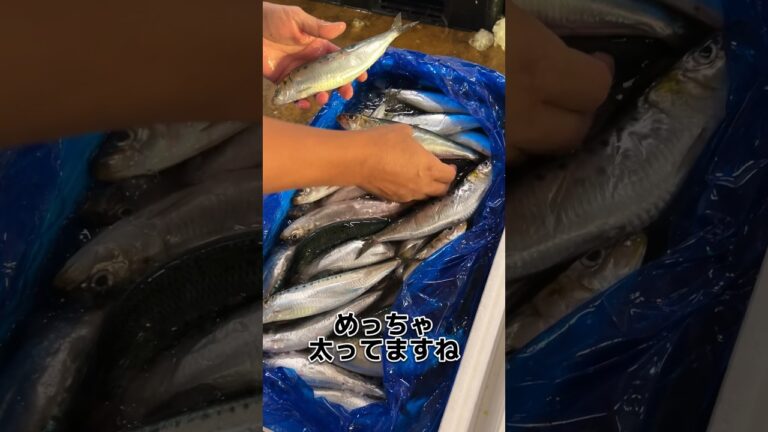 入梅 を 超える脂のり！？ 銚子のいわし を おろします！