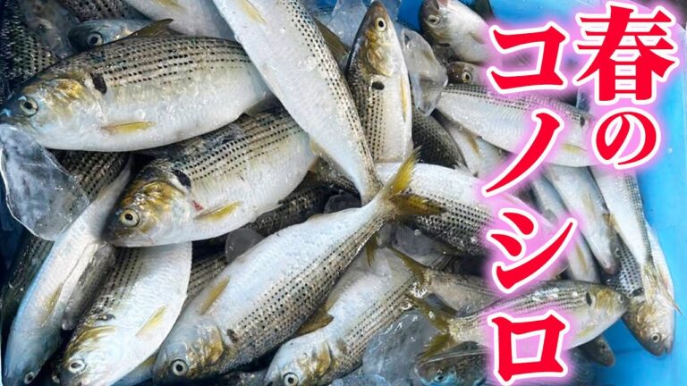 ひげの兄貴も大絶賛！？春のコノシロで酢の物以外の調理法を試してみました！