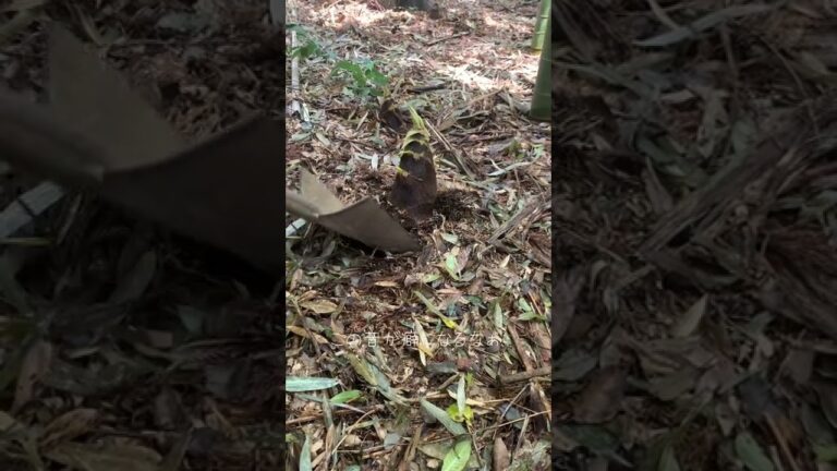 ばあちゃんの山でタケノコを掘る動画　#自給自足の大学生 #大学生 #野菜栽培 #自家栽培 #農家 #たけのこの里