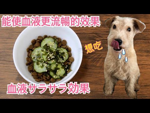 【血液サラサラ】手作り犬ご飯(狗狗的鮮食食譜)『わかめときゅうりの酢の物』