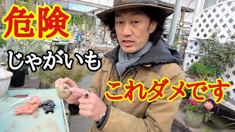 食べたことがないジャガイモが家で作れます。でもこれだけは知っておいて下さい【初心者】【ガーデニング】【育て方】【管理】