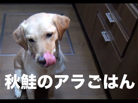 犬の手作り食：秋鮭のアラごはん