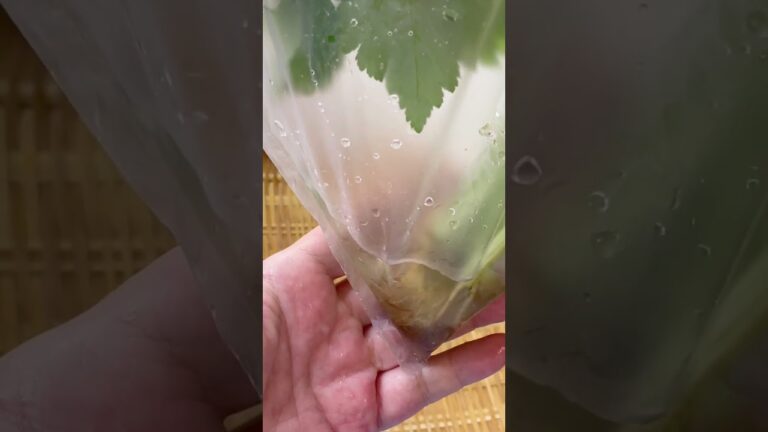 三つ葉の保存 #cooking #料理 #shorts