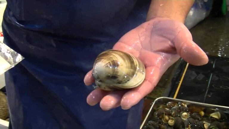 三代目魚熊の仕入れ日記(はまぐり）