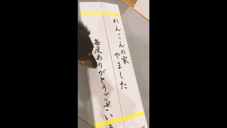 【泥付き３㎏箱】白石れんこんが美味すぎた