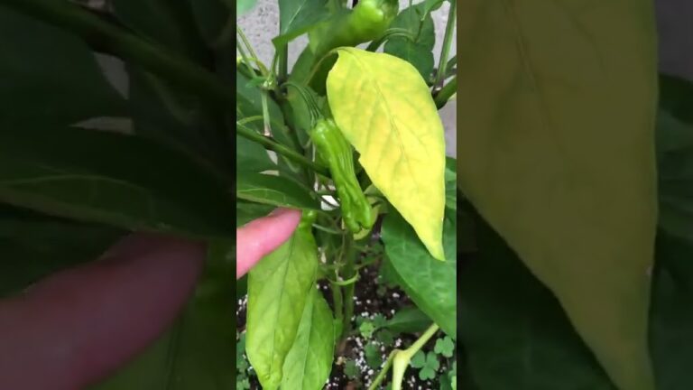 土捨て場で、辛いししとうと言われたししとう育てて、収穫！