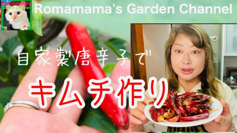 【キムチの作り方】家庭菜園で収穫した唐辛子を使ってキムチを作りました　#家庭菜園　#韓国唐辛子
