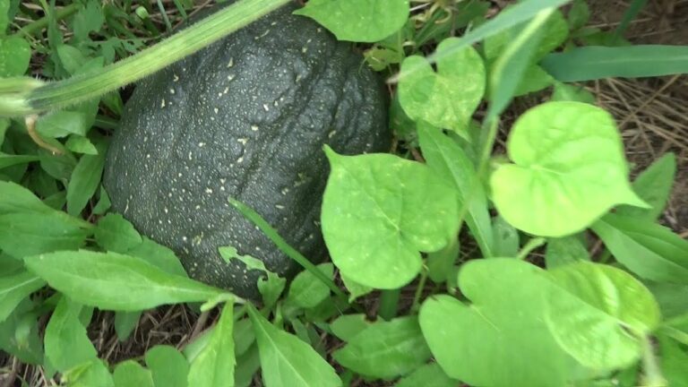 【自然農】2021年9月22日畑の様子　ホウレンソウの発芽・コカブ・地ばいキュウリなど【natural farming】