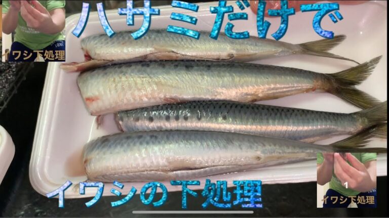 ハサミだけでイワシの下処理をやってみた！まな板も使わないので後片付けも楽😊