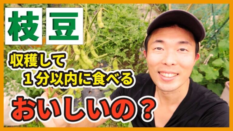 【エダマメ栽培】収穫して1分以内に茹でて食べたら美味しいの？【家庭菜園】