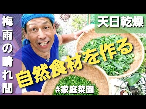 《６月の菜園事情[天日乾燥]#340》春野菜の収穫/インゲン豆と枝豆/青シソと赤シソ/九条ネギの乾燥 /赤シソ酢【自然の暮らし/50代vlog】#自然栽培 #家庭菜園　