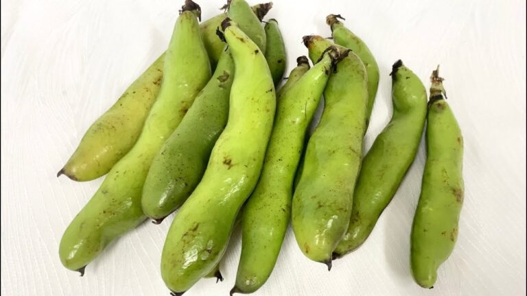 そら豆〈野菜の食べ方＆調理方法〉by食育マルシェおうち便